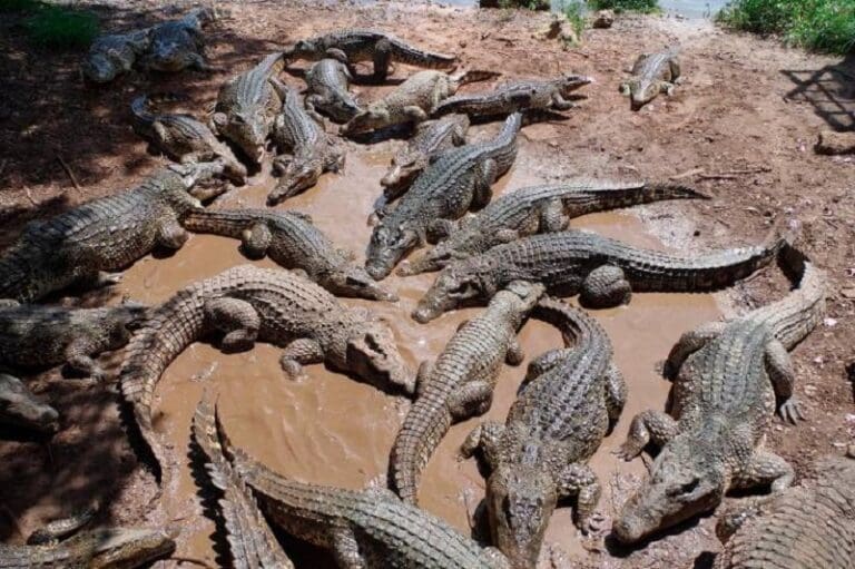 Un hombre muere atacado por 40 cocodrilos tras caer a un estanque en su granja en Camboya