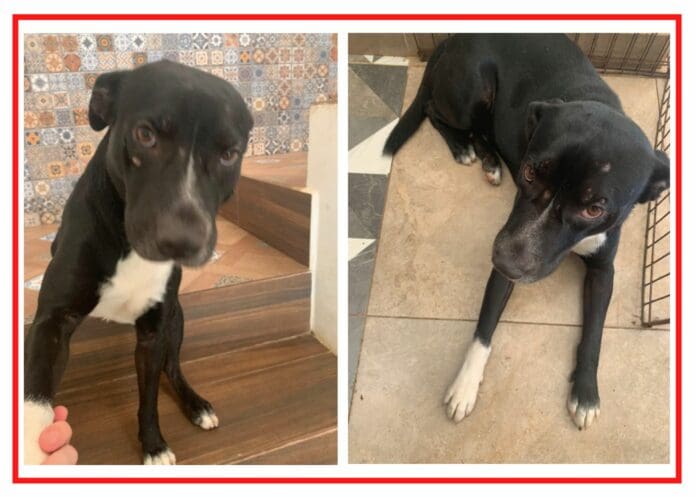 ¡AYUDA URGENTE! Pagan mil 500 pesos mensuales a familia que adopte a 