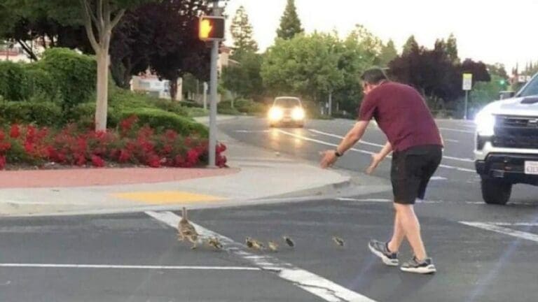 Hombre muere atropellado por intentar ayudar a una familia de patitos a cruzar la calle