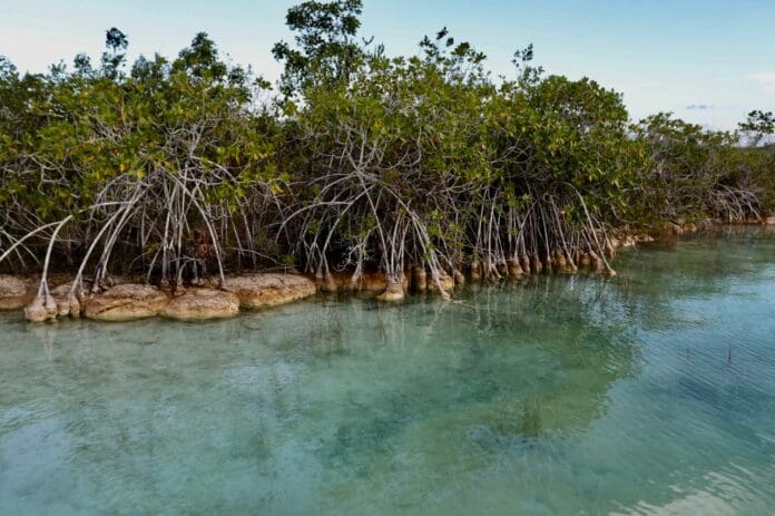 Quintana Roo elegido por la ONU como sede nacional para celebrar el Día Mundial del Medio Ambiente