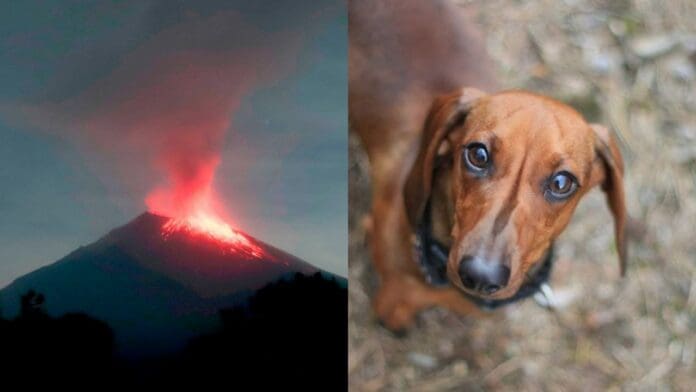 Rescatan a 3 perritos en Puebla por estar expuestos a la ceniza del volcán Popocatépetl