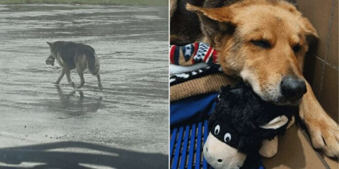 Salvan a perrita que vagó por meses con peluche en el hocico tras muerte de su amo