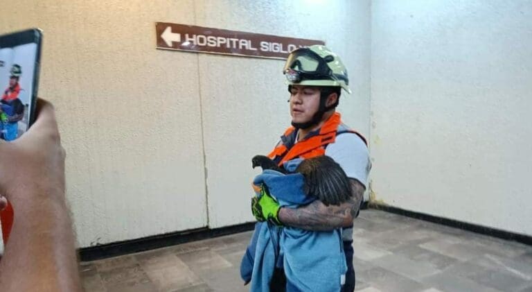 Video: Captan a gallina “saboteando” el Metro de la Cdmx
