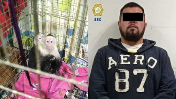 Rescatan mil 500 especies de animales exóticos en inmuebles de CDMX