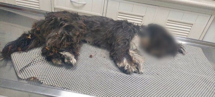 Dos pitbulls matan a perrito en Playa del Carmen: su dueña los dejaba sueltos