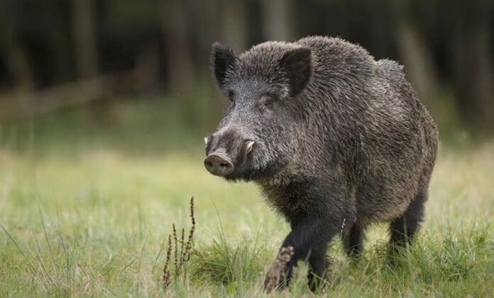 ¡Tragedia! Fueron a cazar, un amigo lo confundió con un jabalí y lo mató de un tiro