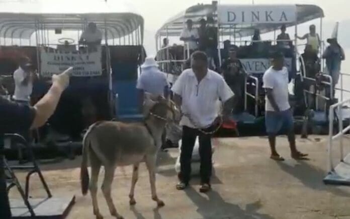 Piden rescatar a 'Manuelín', burro al que obligan a tomar cerveza en Acapulco