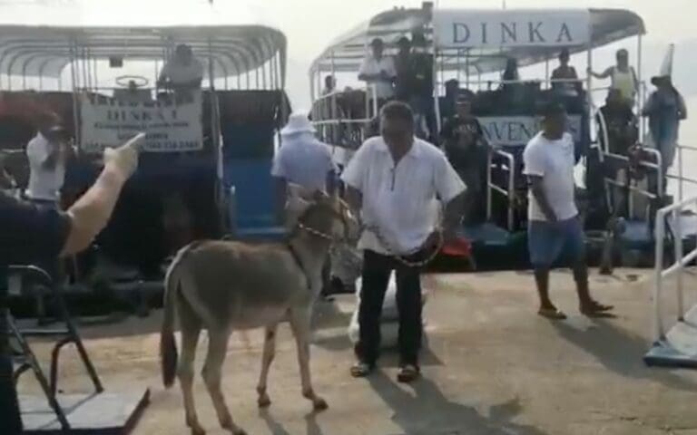 Piden rescatar a 'Manuelín', burro al que obligan a tomar cerveza en Acapulco
