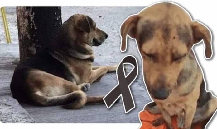 Por tener hambre y robar un pan, el perrito callejero Stitch fue brutalmente golpeado, este fue su cruel final