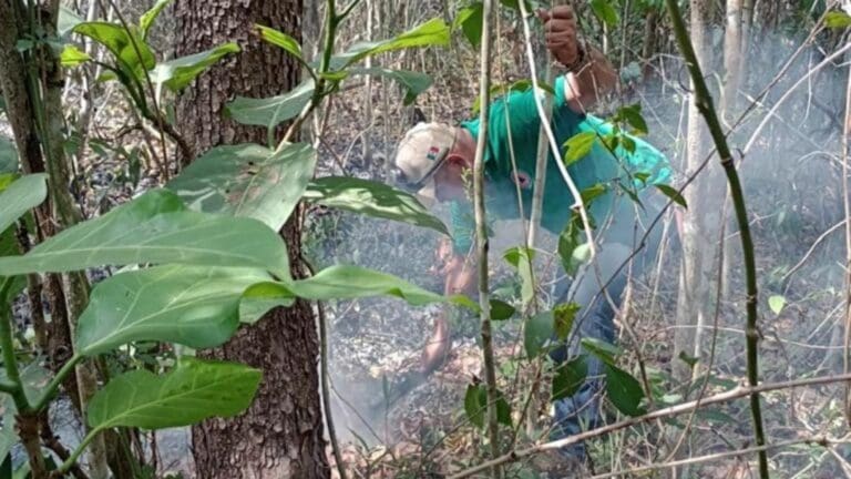 Secretaría de Medio Ambiente va contra los desarrolladores que provoquen incendios