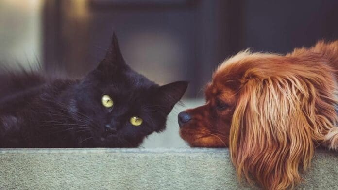 Ya inició registro de mascotas en Cancún; entregarán 5 mil placas gratuitas