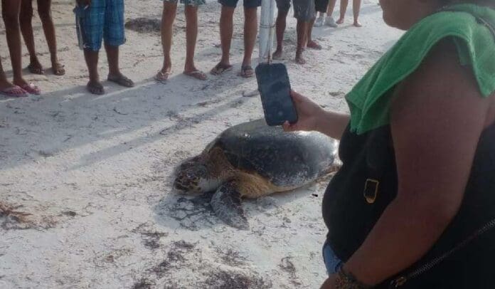 Llega la primera tortuga a Holbox por la temporada de desove