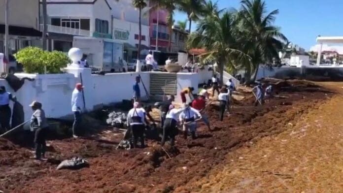 Recalan más de 200 toneladas de sargazo a playas de Cozumel