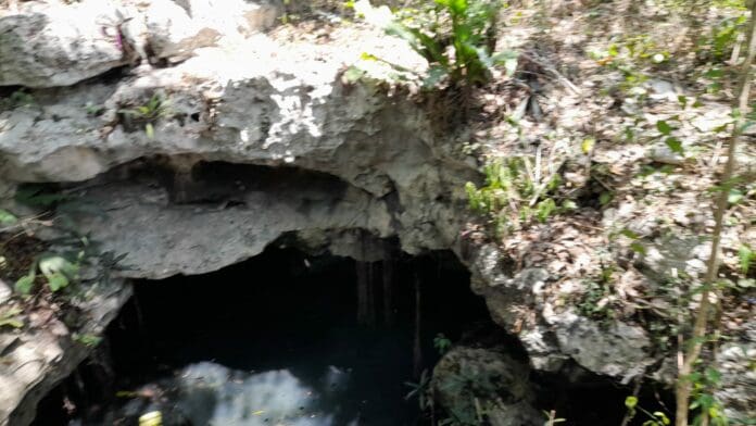 Peligra comunidad de murciélagos por contaminación de cenote urbano en Playa del Carmen