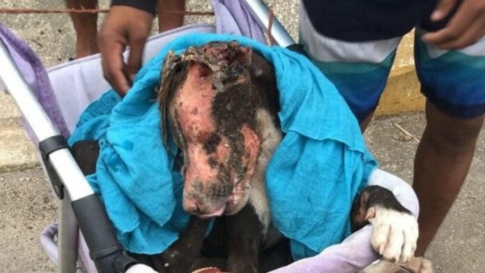 Activistas exigen castigo para las personas que quemaron a un perrito en Playa del Carmen