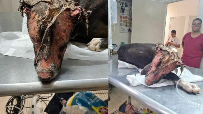 Queman viva a perrita con gasolina en Playa del Carmen