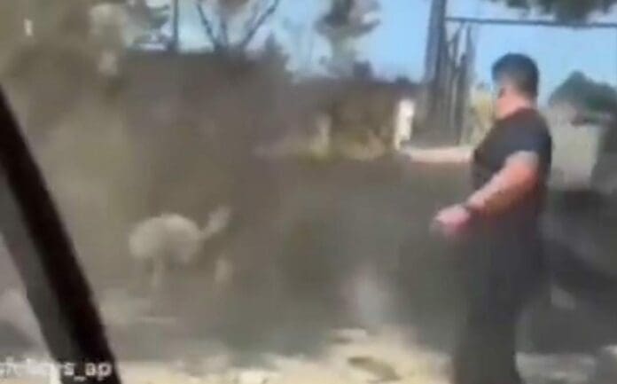 Un perrito habría sido asesinado por unos presuntos políticos en el estado de Tlaxcala. Se les va a denunciar.