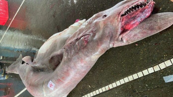 Capturan al tiburón duende más grande en la historia de Taiwán 