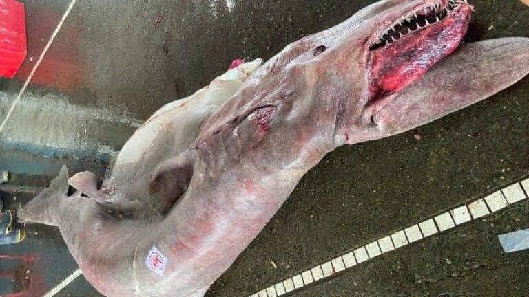 Capturan al tiburón duende más grande en la historia de Taiwán 