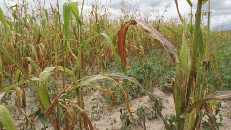 Reconocen milpa maya como patrimonio agrícola mundial