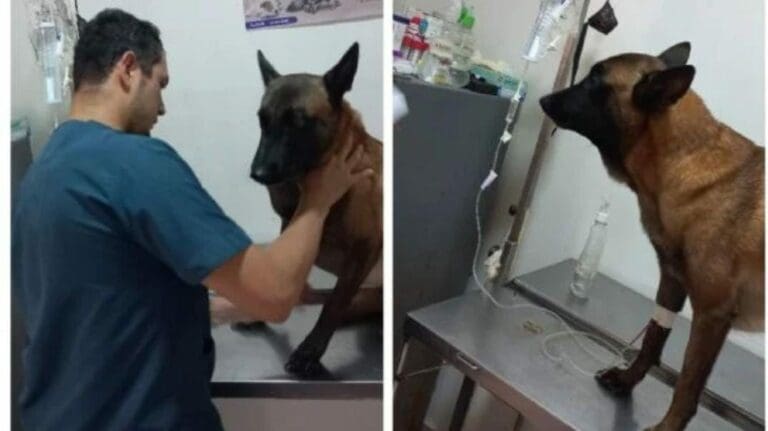 Oliver, un perro que había desaparecido durante las labores de búsqueda de los niños en la selva de Colombia fue hallado.