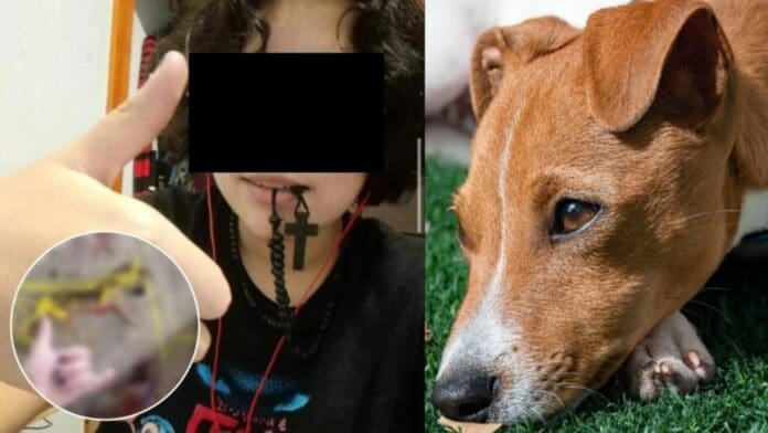 Adolescente adoptó a perrito; lo torturó y mató en Huauchinango