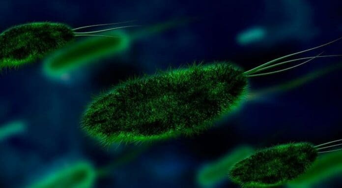 El calentamiento global podría convertir a los microbios del plancton en una seria amenaza