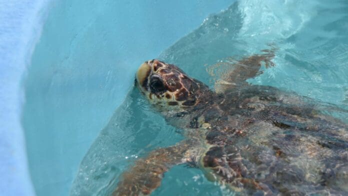 Recupera Isla Mujeres su 'Tortugranja', después de dos años ser cerrada