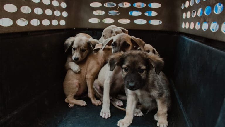 Rescatan a 60 perritos que iban a vender para ‘rituales de santería’ en CDMX