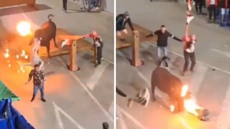 VIDEO: Toro embiste a sujeto que le prendió fuego a sus cuernos