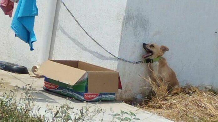 Ola de calor ya cobró una víctima: perrito muere por estar amarrado y expuesto al sol en Yucatán