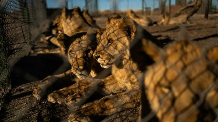 Zoológico de Chetumal, sin recursos para resguardar a leones rescatados