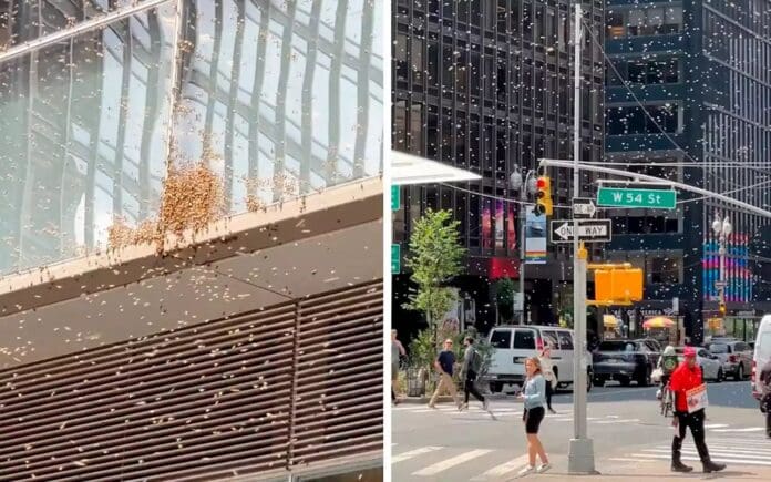 Miles de abejas invaden Times Square, Nueva York