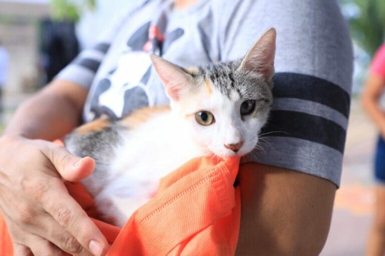 Gobierno busca reducir fauna callejera con esterilizaciones