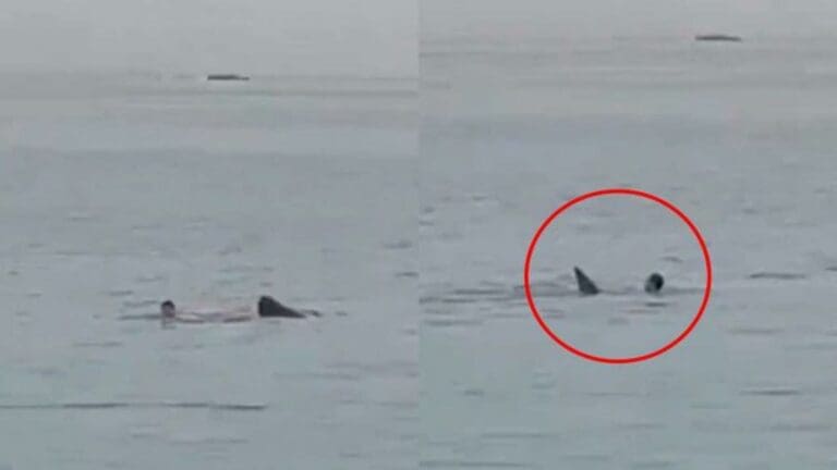 VIDEO: trágica muerte de un turista ruso tras ser devorado por un tiburón