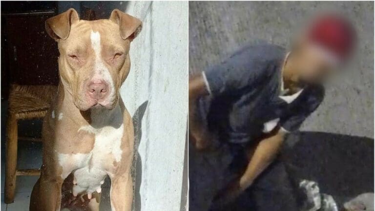 Investigan a sujeto que drogó y abusó de una perrita en Veracruz