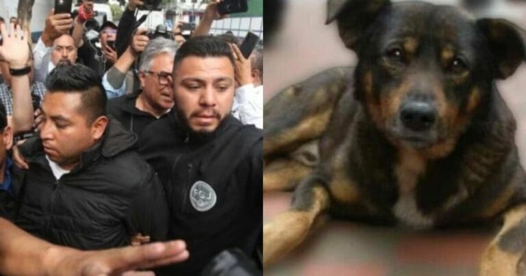Hombre que mató a un perro en aceite llora y se arrepiente; le niegan libertad