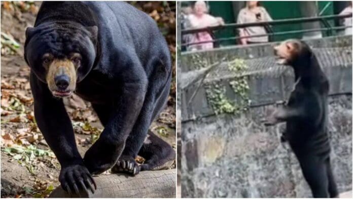 Zoológico chino niega que sus osos sean humanos disfrazados