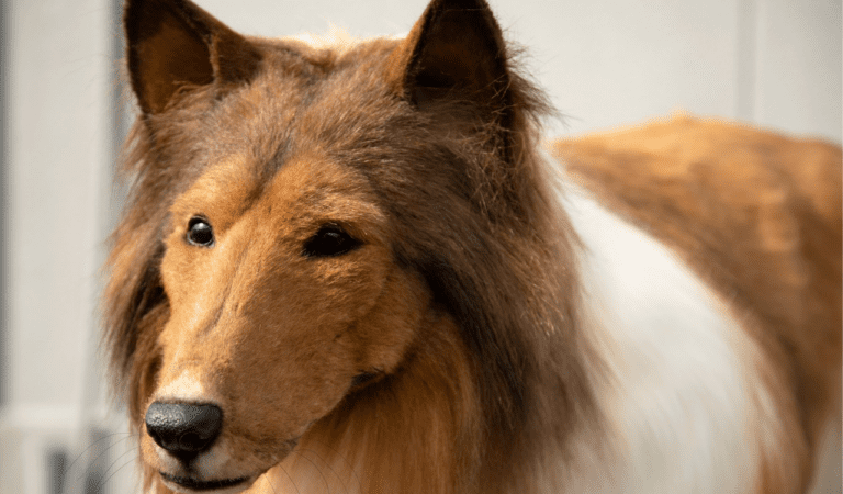 El hombre que gastó 14 mil dólares en transformarse en perro pasea por primera vez en público