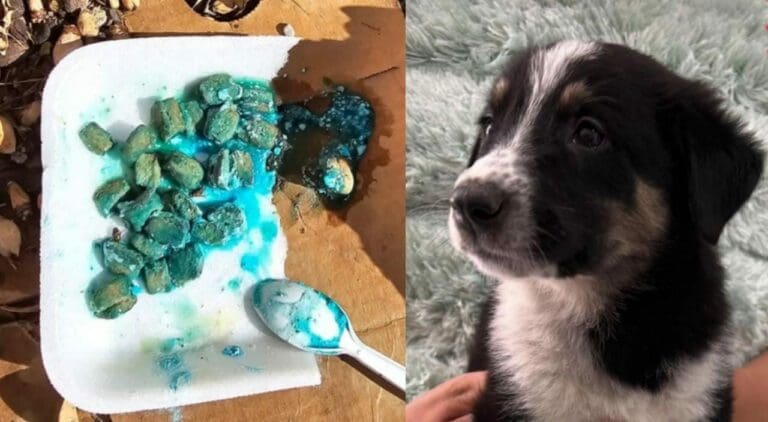 Cuatro perritos fueron envenenados en San Juan del Río. Activistas y ciudadanos exigen justicia ante este lamentable crimen.