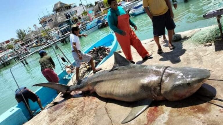 Capturan un tiburón de 400 kilos en Yucatán