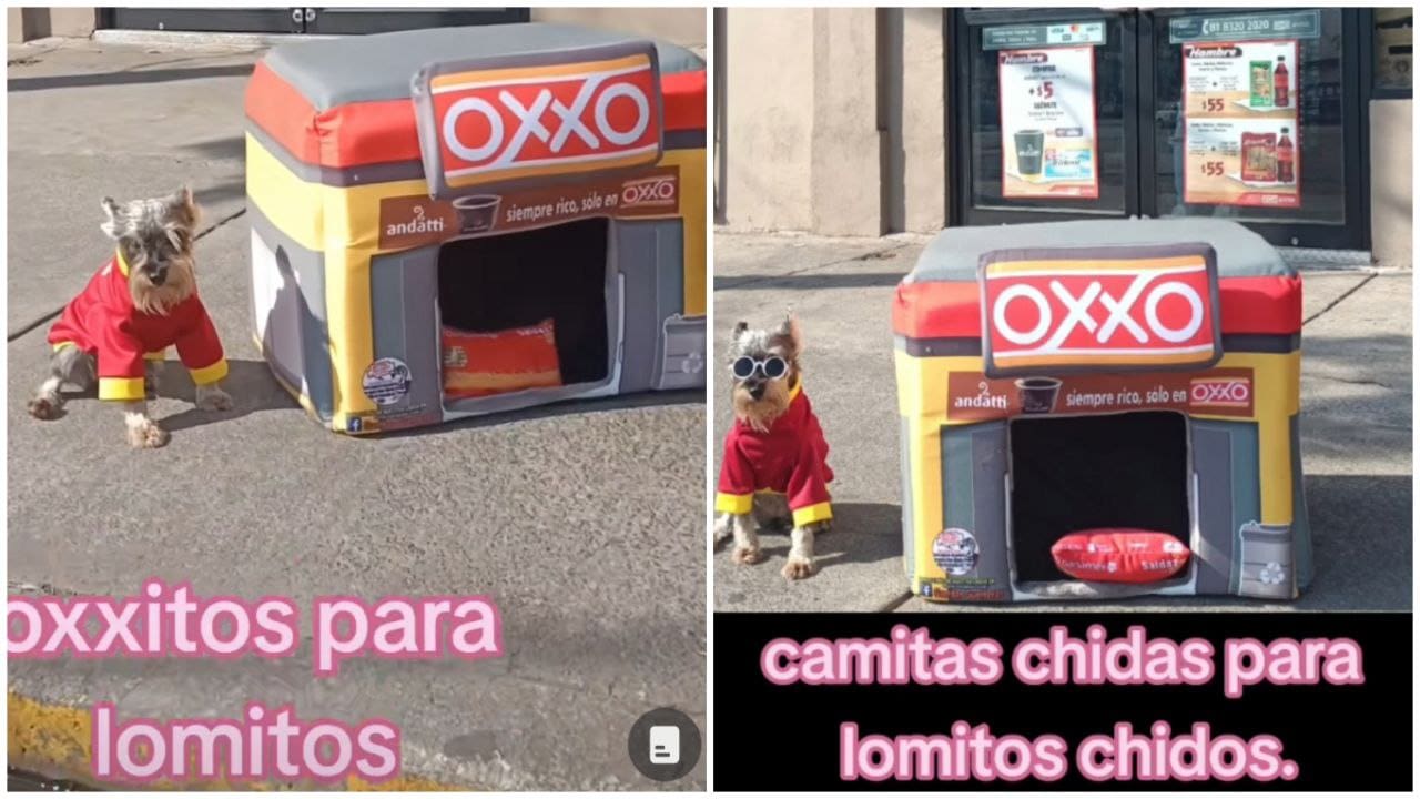 Video: Crean "Oxxito" para lomitos y causa furor en TikTok; conoce su función