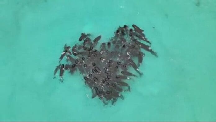 Mueren más de 50 ballenas varadas en Australia