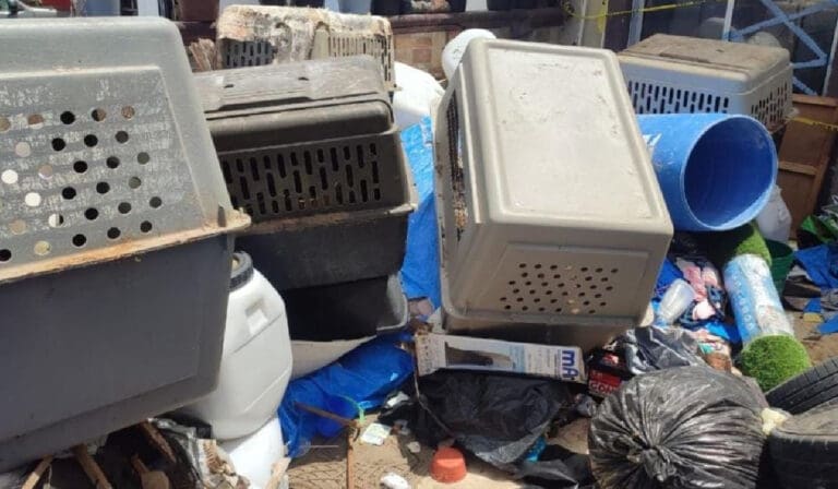 Sin registro, “refugio animal” de Cancún donde hallaron 23 perros muertos; Ayuntamiento colabora con Fiscalía