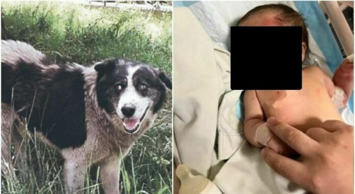 Perro callejero salva a bebé que abandonaron dentro de una bolsa de basura