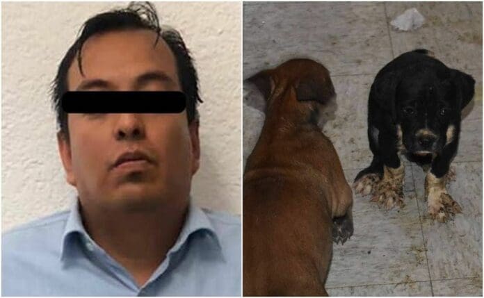 Padre que agredió a maestra de kínder también será investigado por maltrato animal
