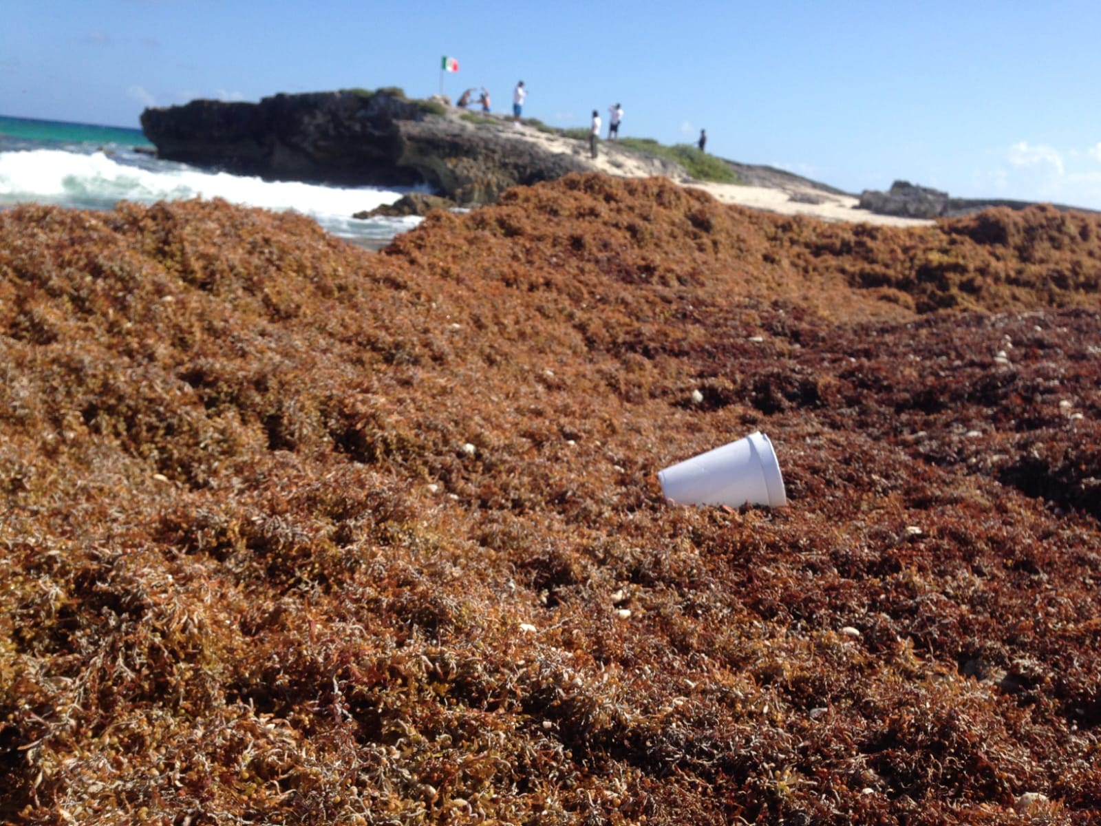 Prevén arribo masivo de sargazo a Cozumel durante julio y agosto