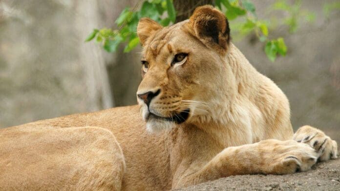 Leona suelta paraliza Berlín: la Policía pide a los ciudadanos que se queden en casa