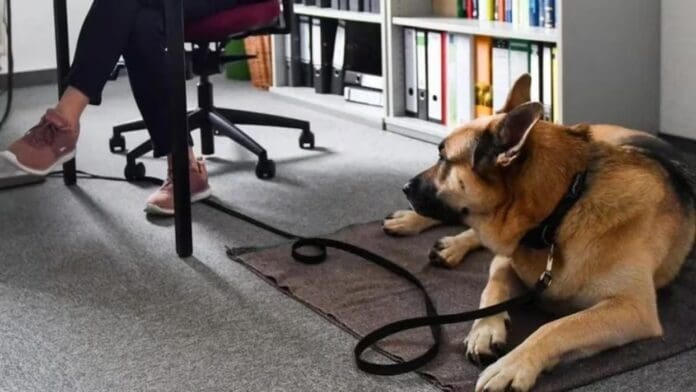 Mascotas en el trabajo: esta iniciativa en México busca reducir el estrés y la ansiedad de los empleados