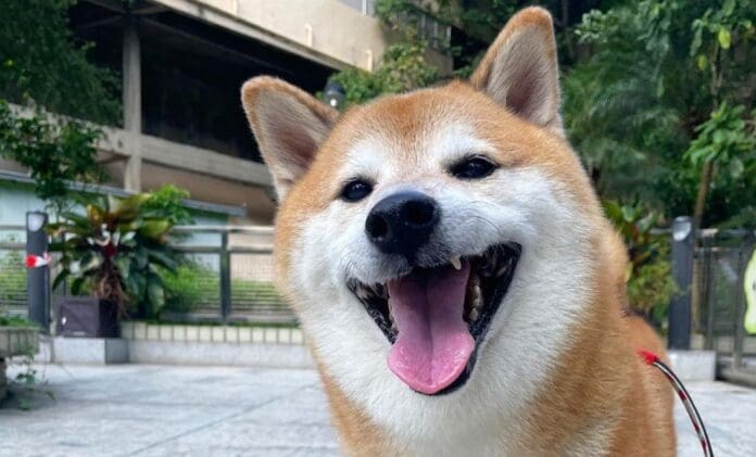 Cheems es diagnosticado con cáncer haremos lo mejor para cuidar de él, dice dueña